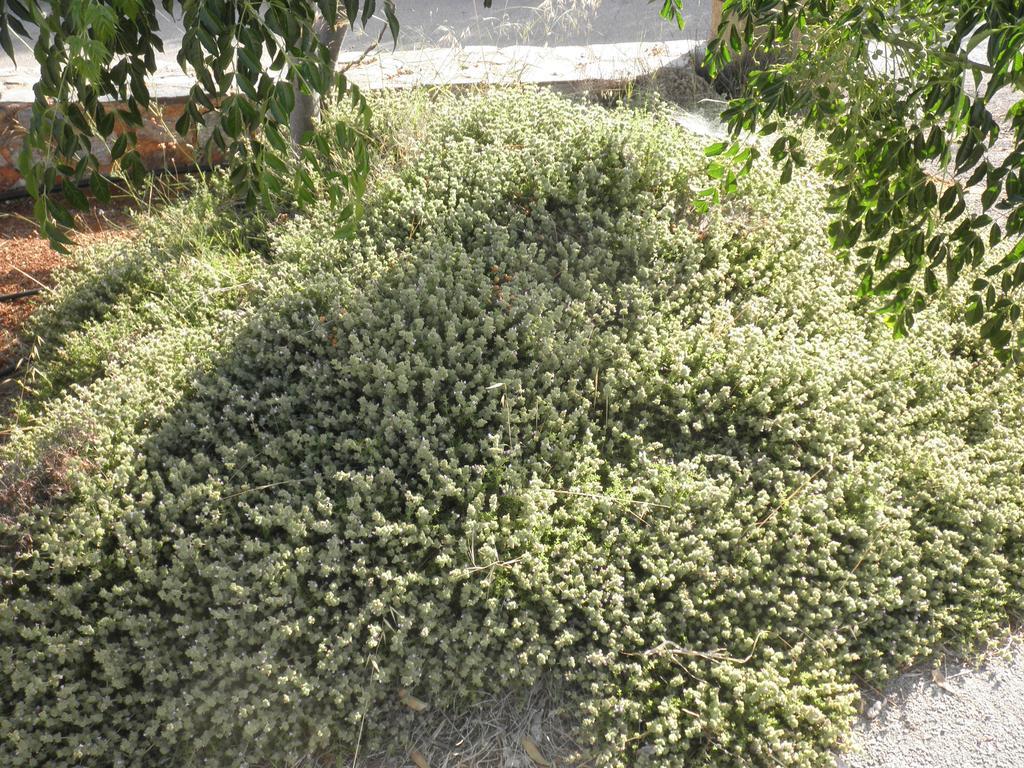الشقق الفندقية Stavrósفي  Anthemis المظهر الخارجي الصورة